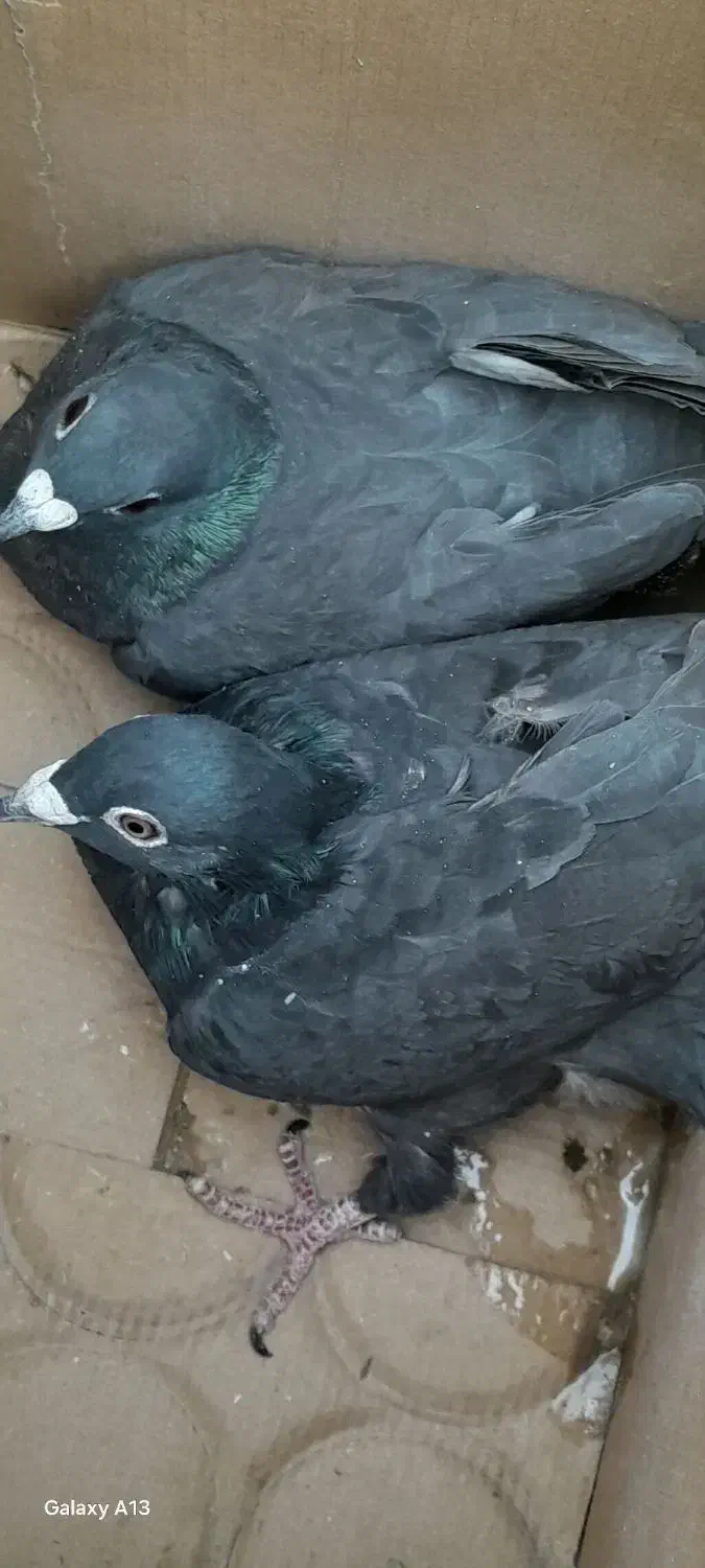 جفت زاغ پلاکی بدون نقص|پرنده|سر آسیاب یوسفی, |دیوار