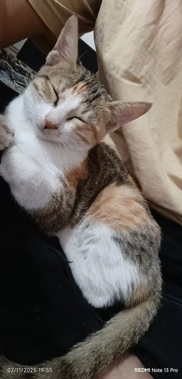 واگذاری بچه گربه|گربه|اهواز, کوی آزادی|دیوار