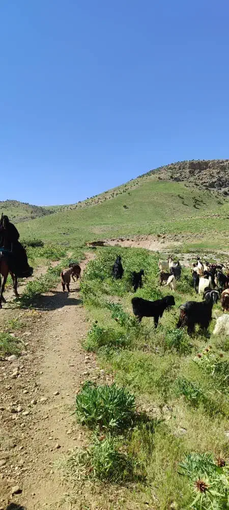 فروش ۸ کهره نر و ۸ بره ماده|حیوانات مزرعه|سوق, |دیوار