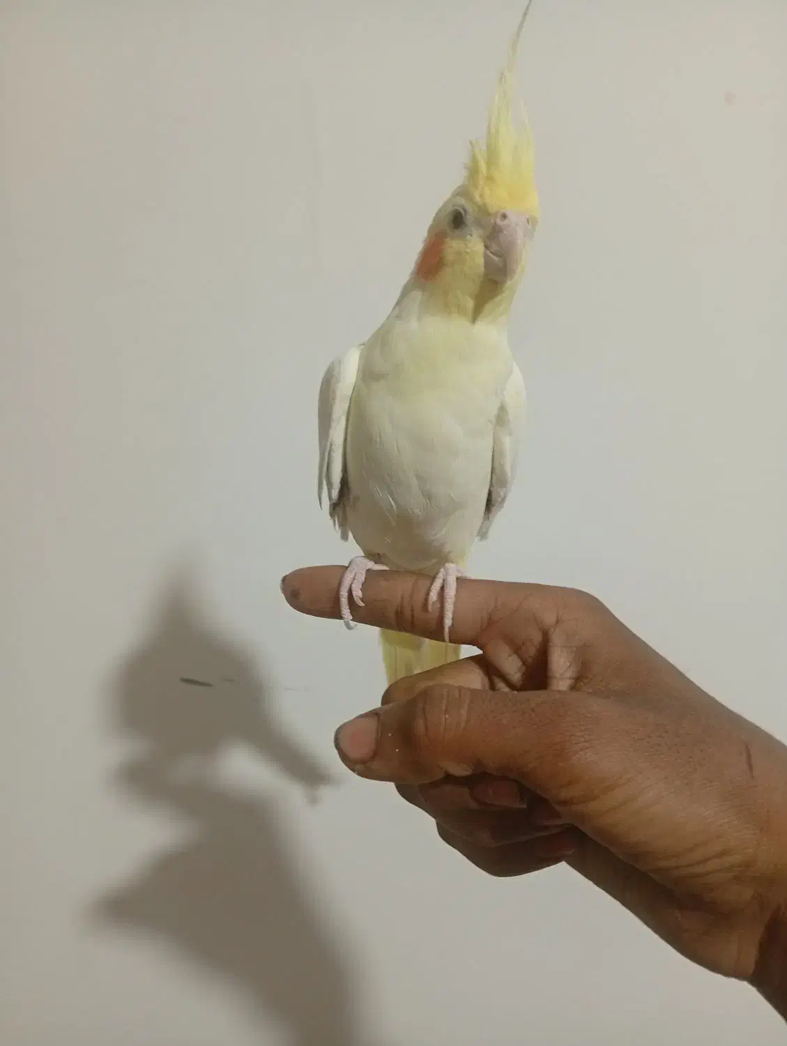 عروسی هلندی نر|پرنده|بیرجند, |دیوار