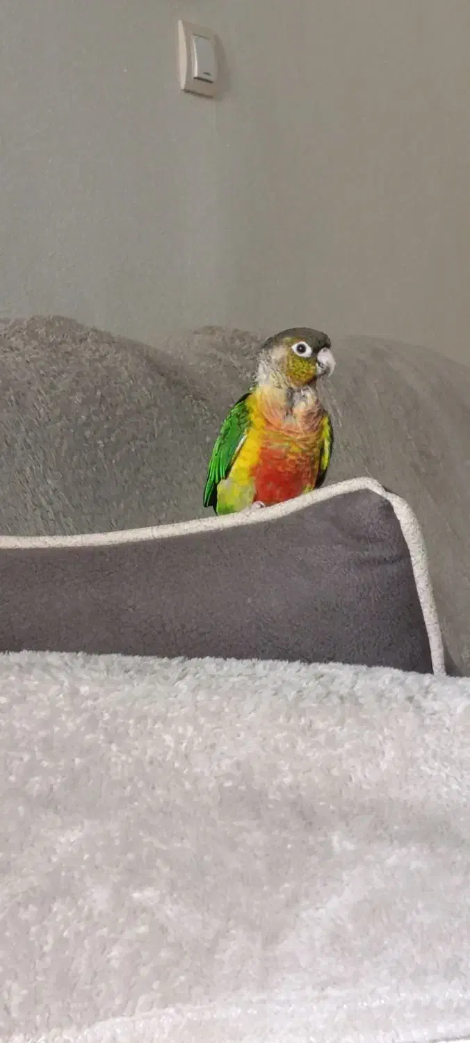 گرینچیک سخنگو نر|پرنده|رشت, کوی مهر|دیوار