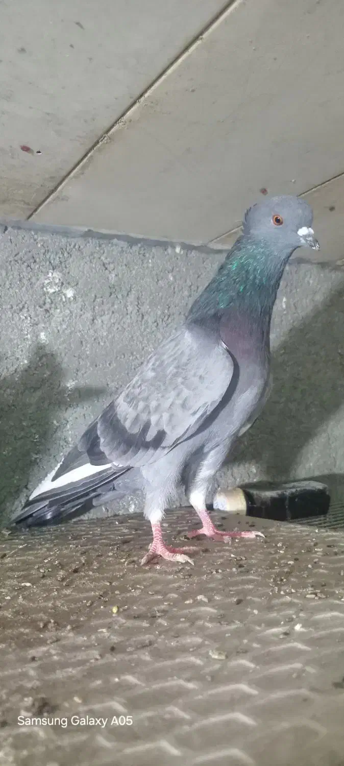 کبوتر سبز کاکلی|پرنده|بندر ترکمن, |دیوار