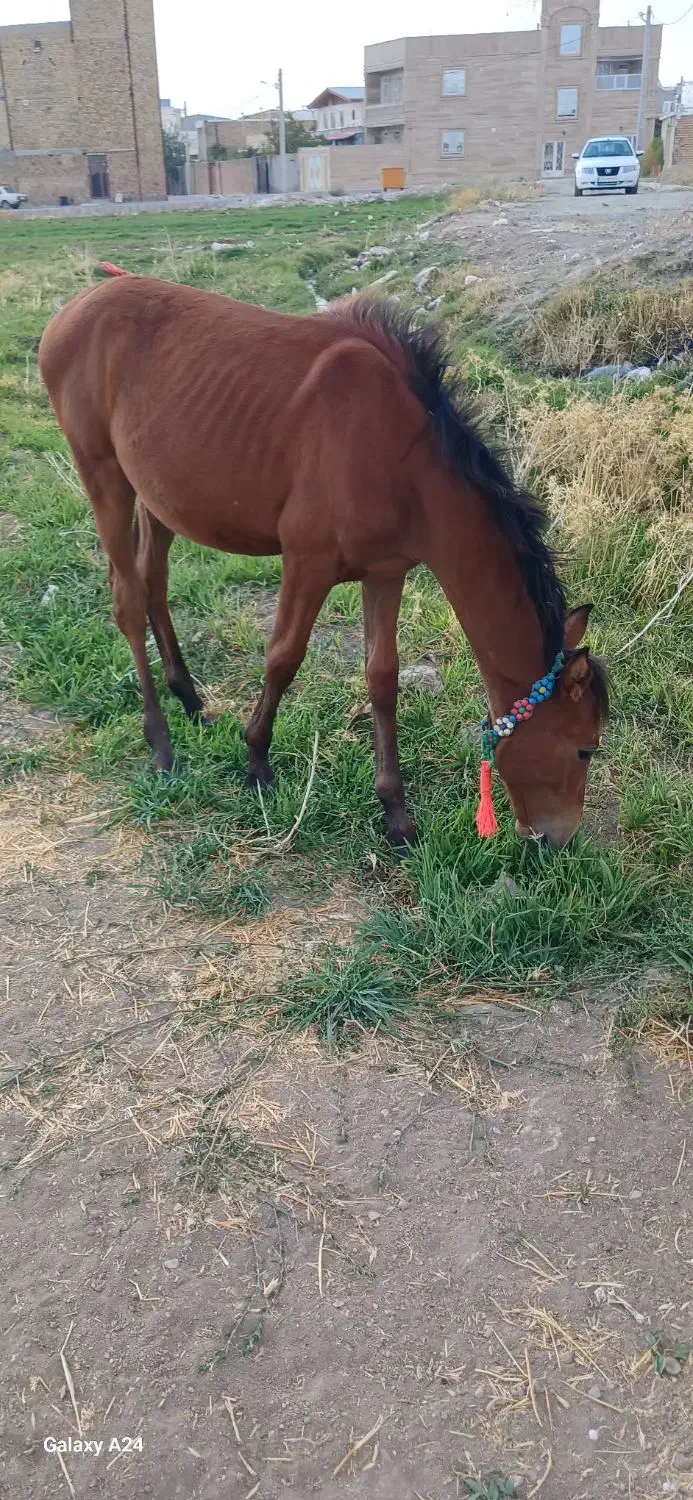 کره اسب|اسب و تجهیزات اسبسواری|اشترینان, |دیوار