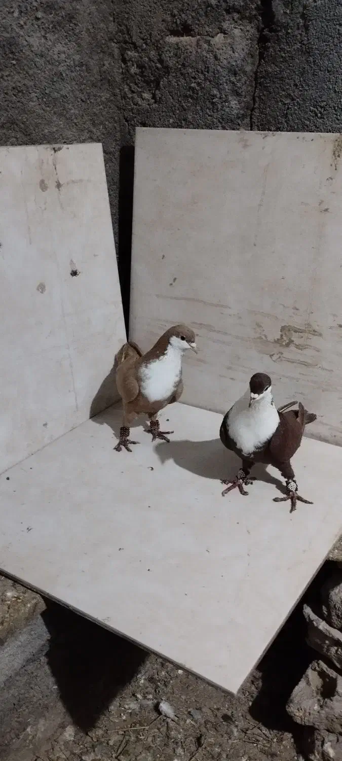 کفتر|پرنده|مشهد, فرخد|دیوار