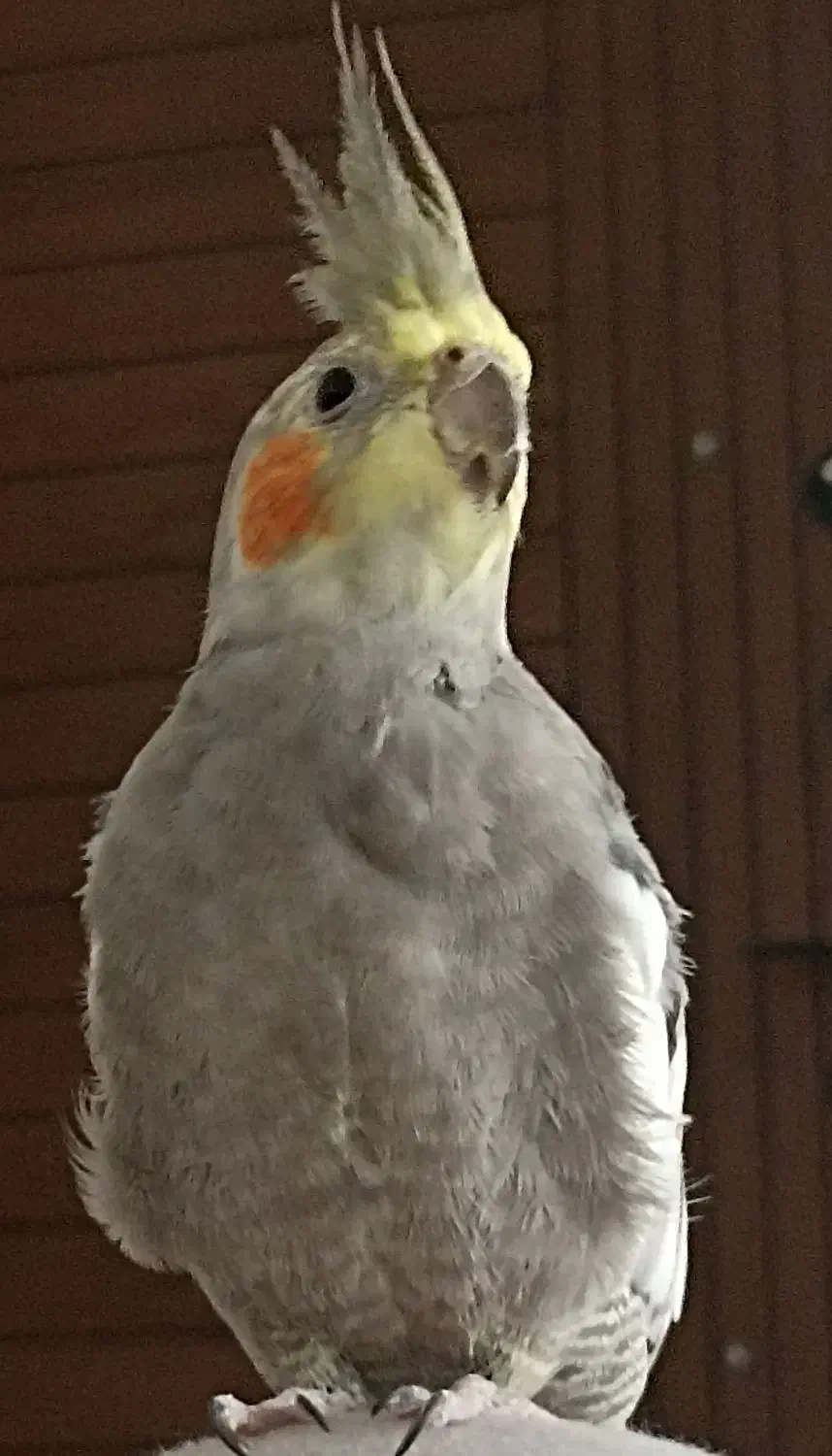 عروس هلندی|پرنده|مشهد, آزادشهر|دیوار