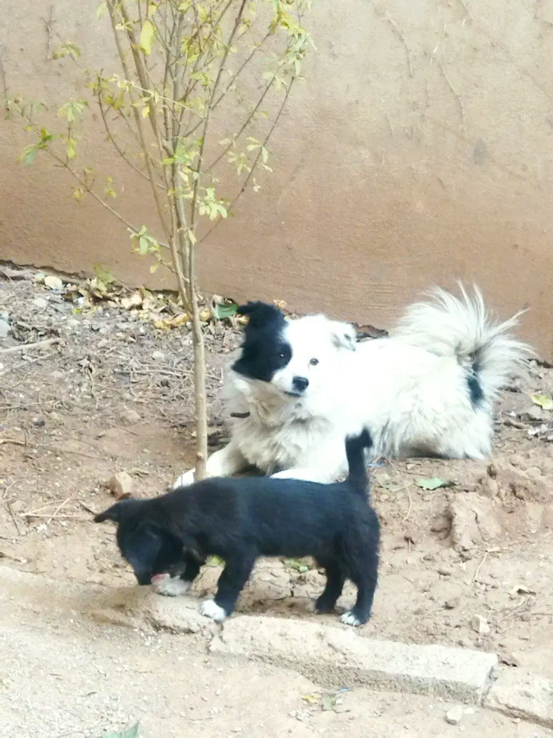 سگ فروشی|سگ|اقبالیه, |دیوار