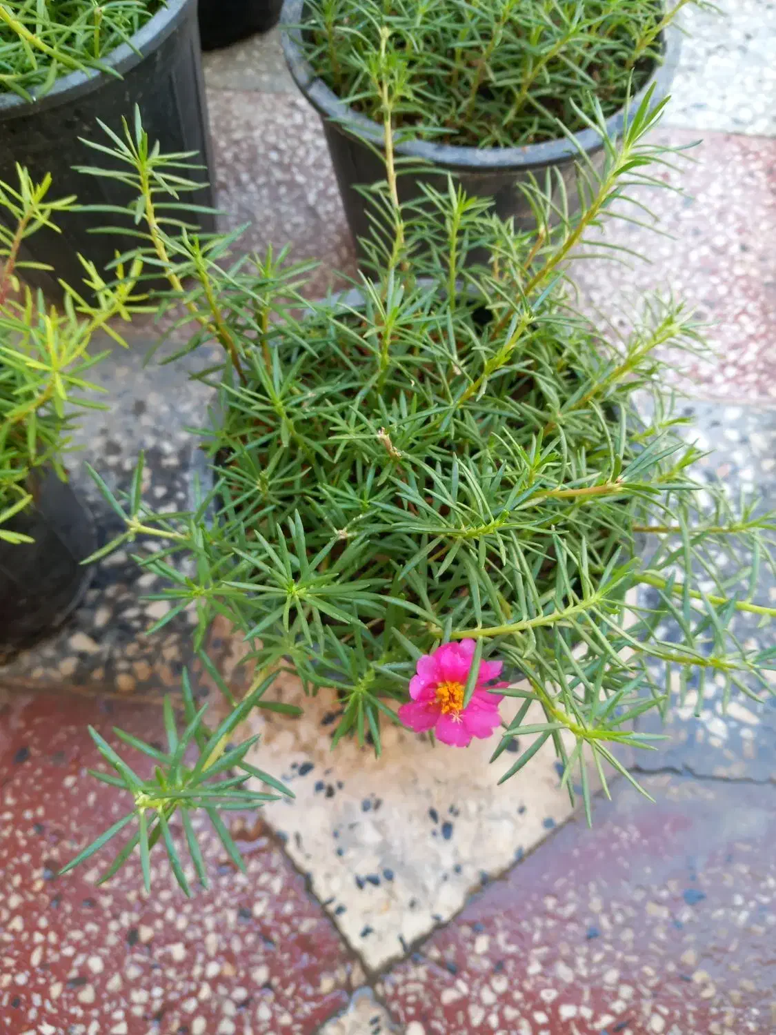 کاکلی و پرپینی|گل و گیاه طبیعی|بندر دیر, |دیوار