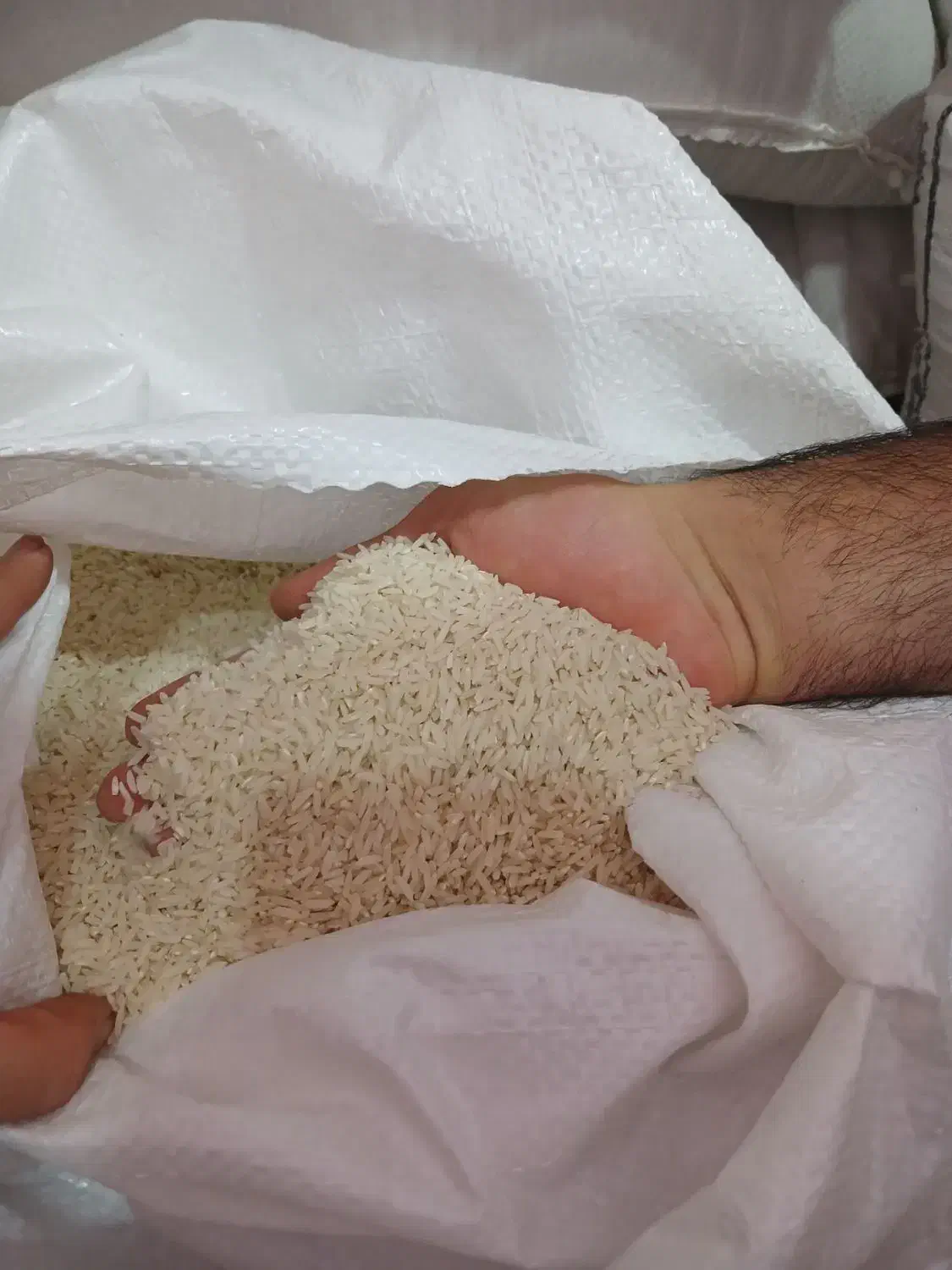 برنج مغان، شمال، نیم‌دانه، برداشت جدید|خوردنی و آشامیدنی|باغستان, |دیوار