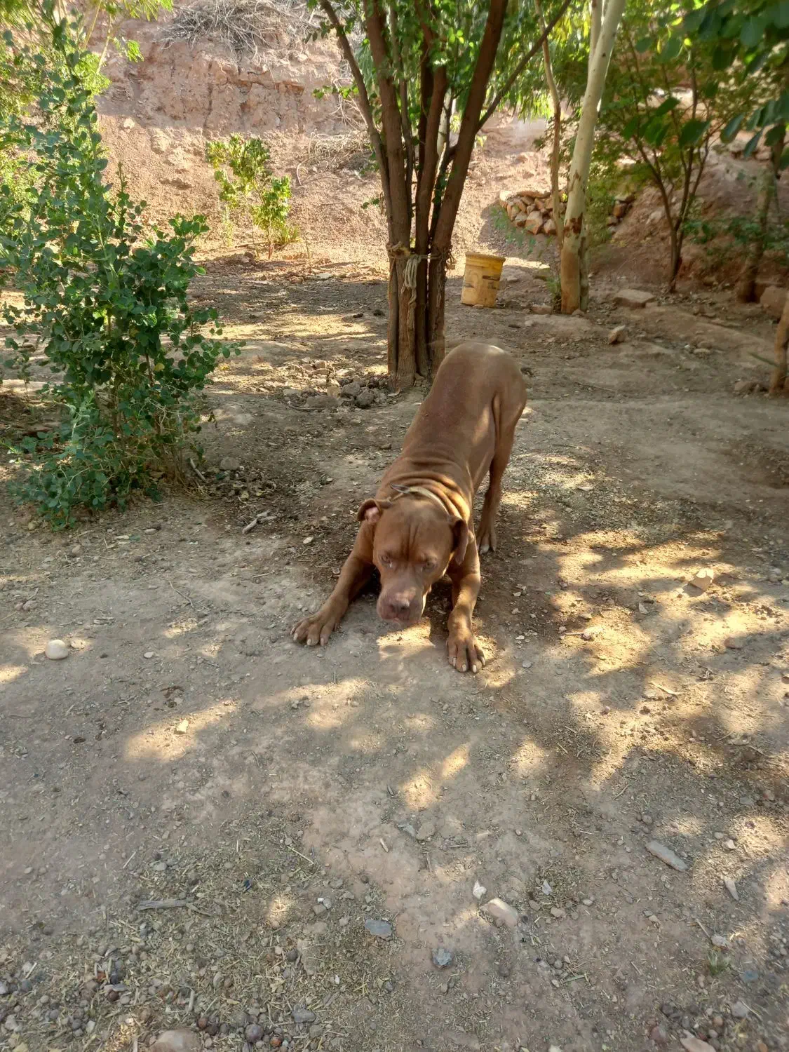 پیتبول|سگ|امیدیه, |دیوار