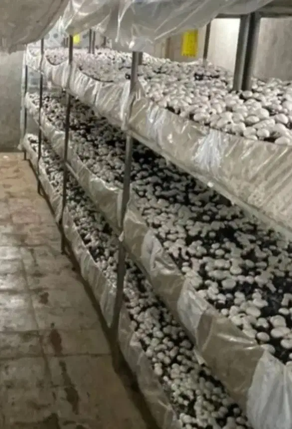 کمپوست قارچ کود باغ و گلخانه|خدمات باغبانی و درختکاری|گرگان, |دیوار