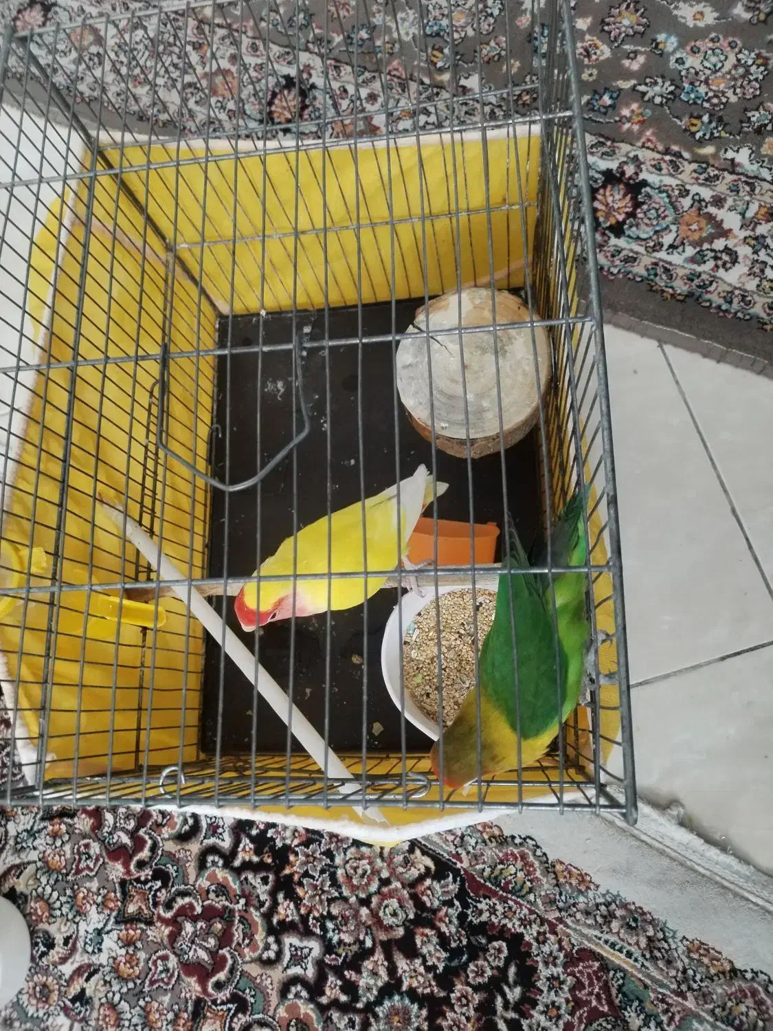 طوطی برزیلی|پرنده|تهران, سلسبیل جنوبی|دیوار