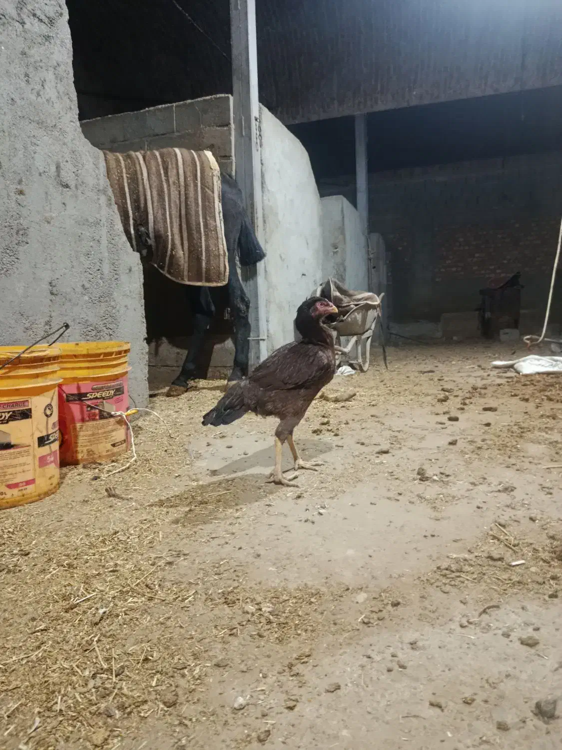 مرغ|حیوانات مزرعه|میاندوآب, |دیوار