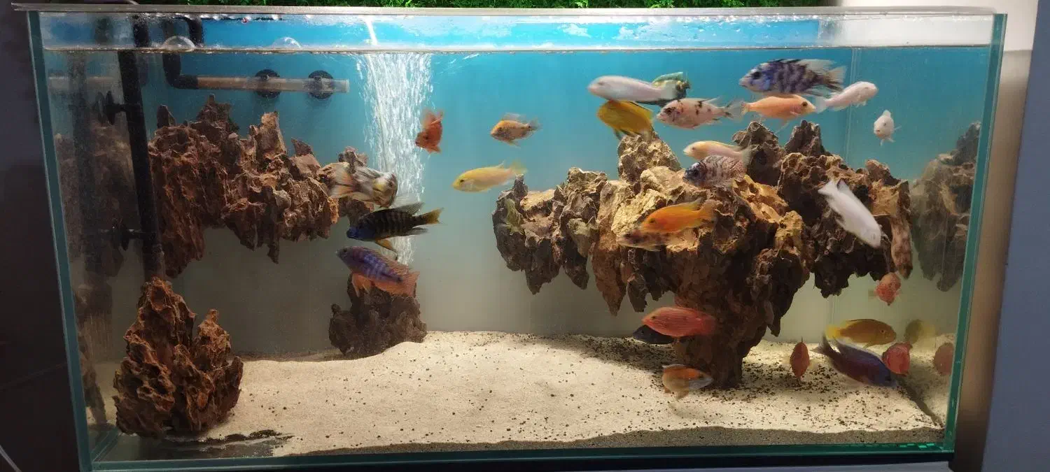 آکواریوم APA و فیلتر سطلی دیسکس|ماهی|شیراز, آبیاری|دیوار