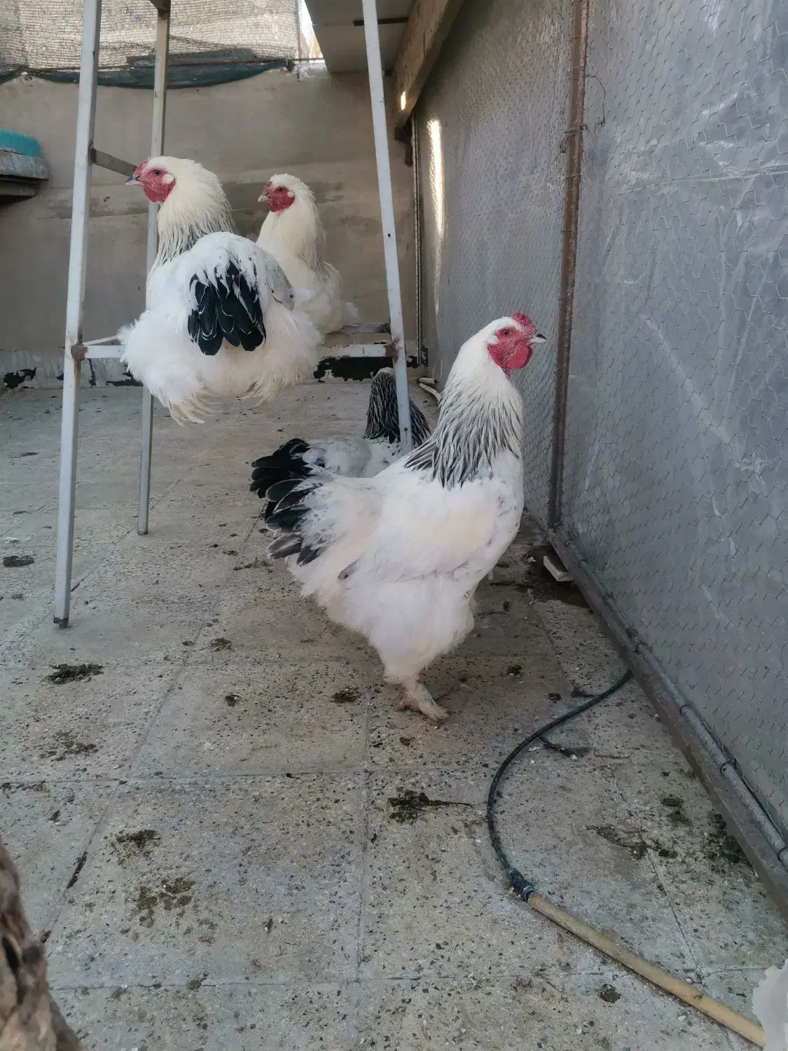 خروس برهما اصل|حیوانات مزرعه|شهریار, شهرک وائین|دیوار