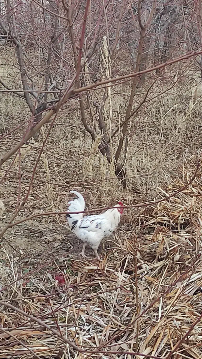 مرغ وخروس نیمچه گلین|حیوانات مزرعه|سنندج, |دیوار