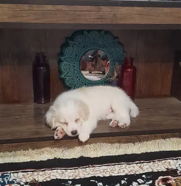 واگذاری توله اشپیتز|سگ|یزد, |دیوار