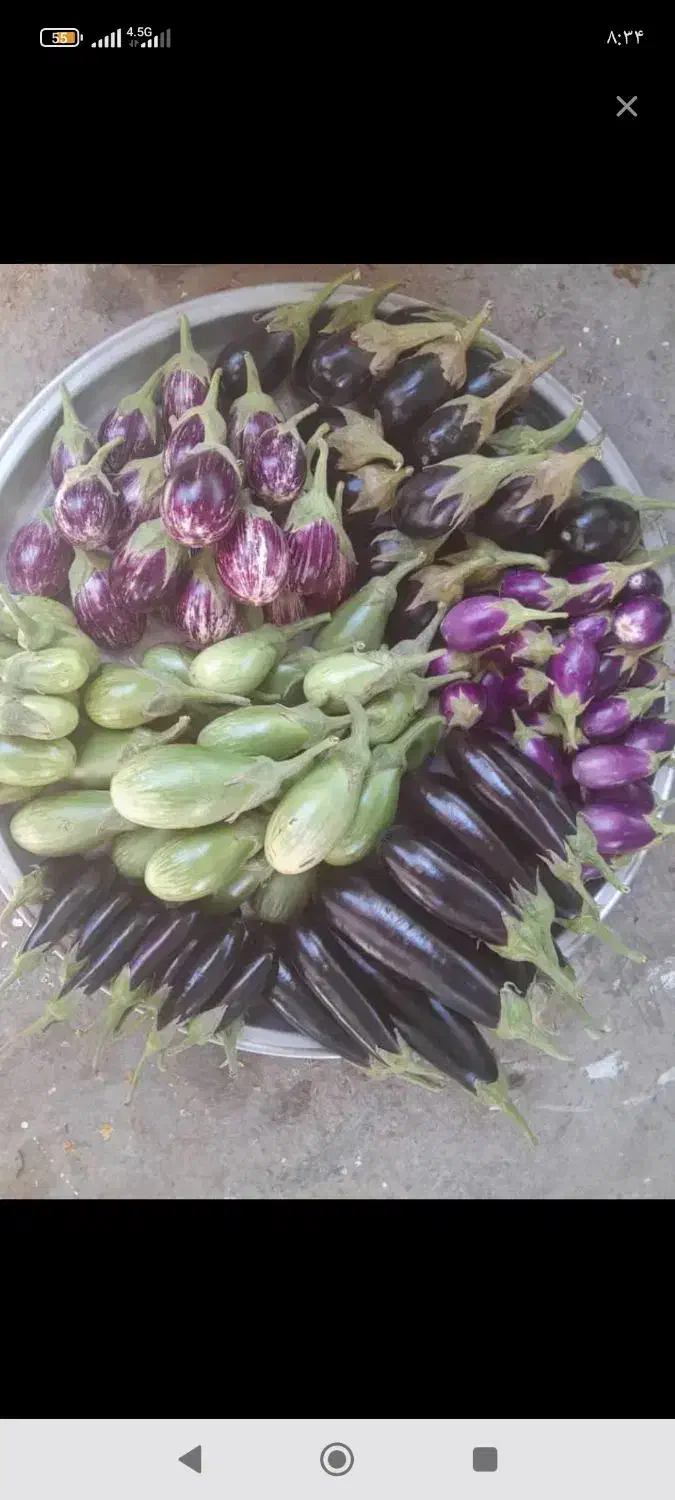 مگدوس مخلل و ترشی|خوردنی و آشامیدنی|قم, سراجه (۱۵ خرداد)|دیوار