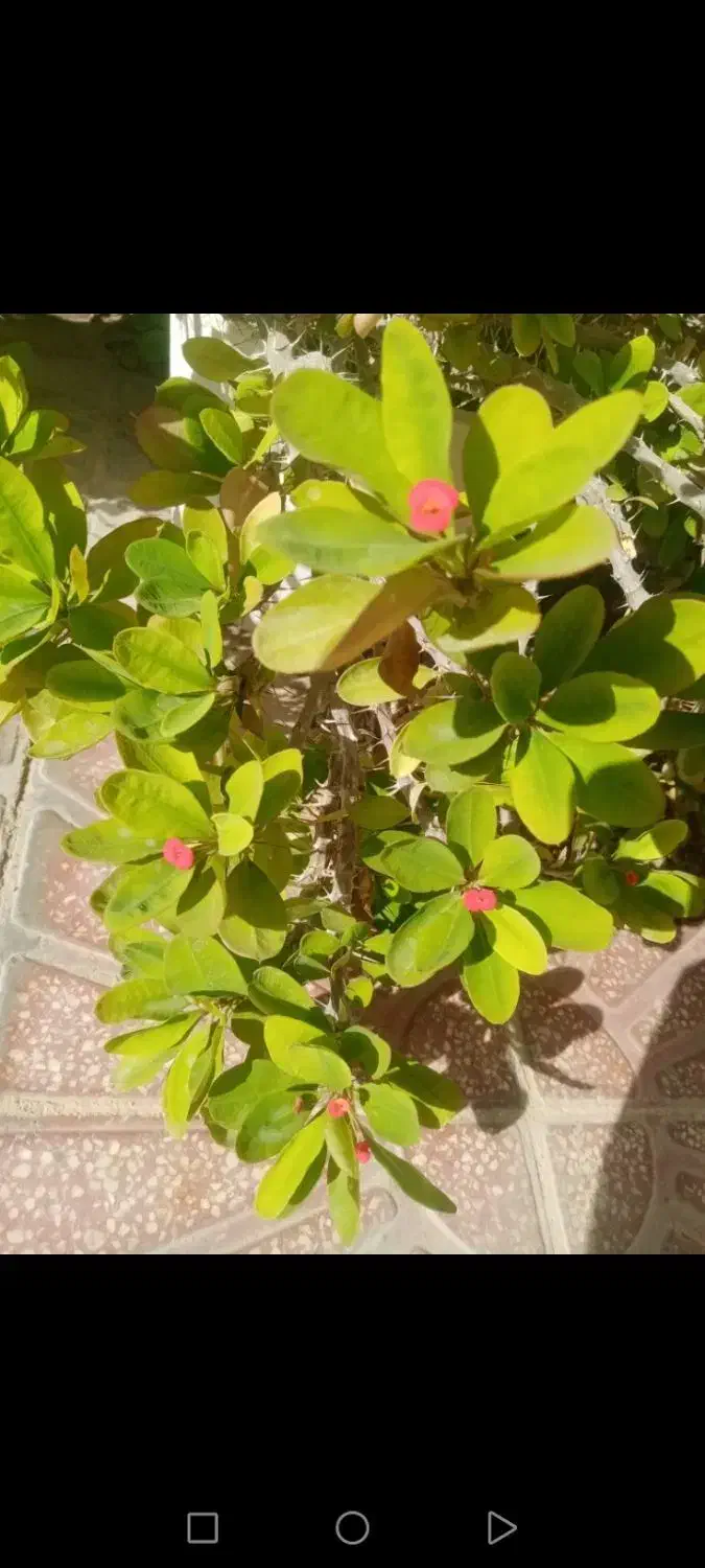 تعدادی گل باقیمت مناسب بفروش میرسد|گل و گیاه طبیعی|داراب, |دیوار