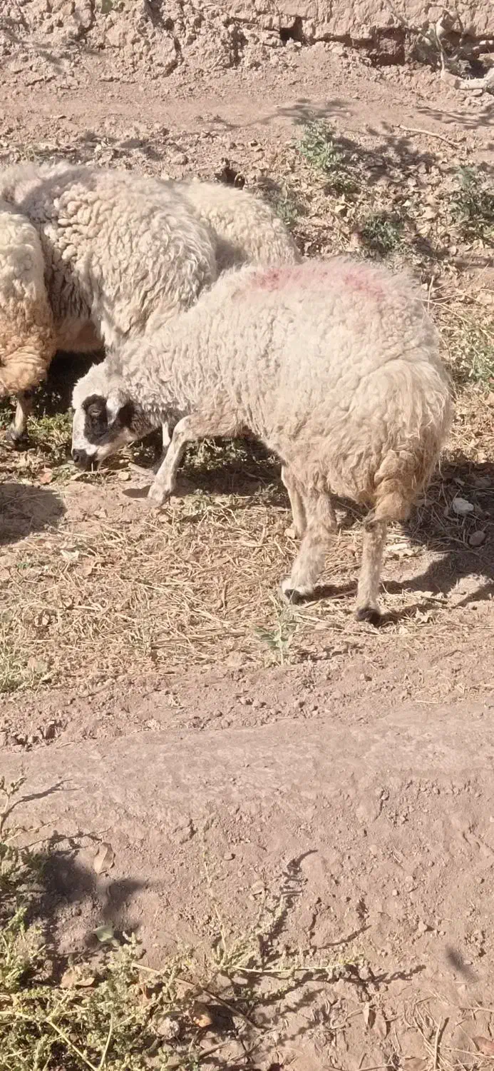 میش  ابستن|حیوانات مزرعه|زرند, |دیوار