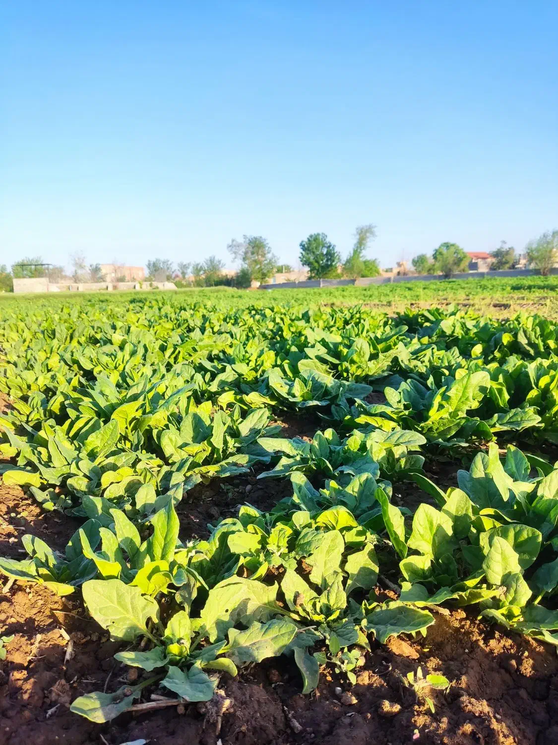 سبزی قرمه سبزی|خوردنی و آشامیدنی|قوچان, |دیوار