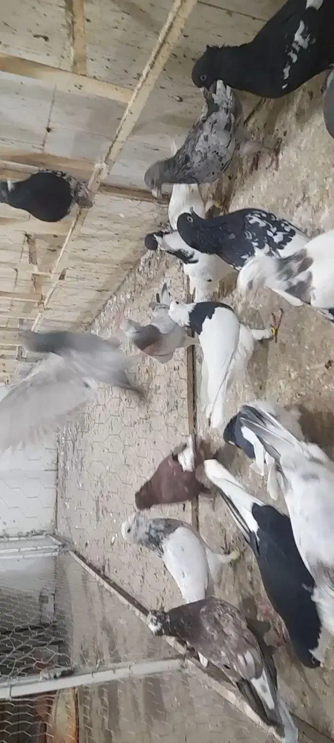 ۲۵تا کبوتر جفت ۵۵۰|پرنده|قزوین, |دیوار