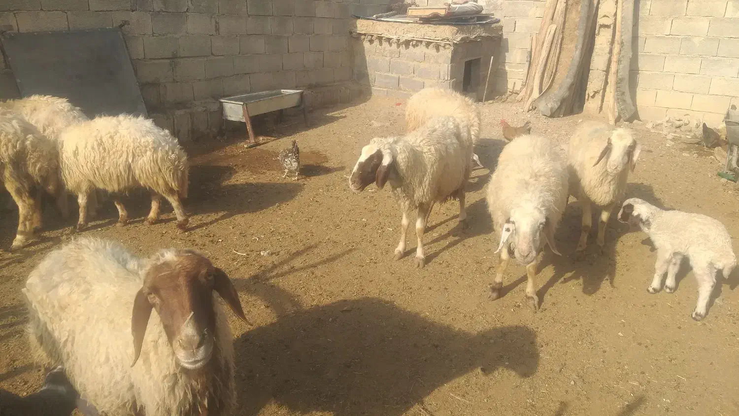 ۹عدد میه سه تاش زایمان کرده|حیوانات مزرعه|ثلاث باباجانی, |دیوار