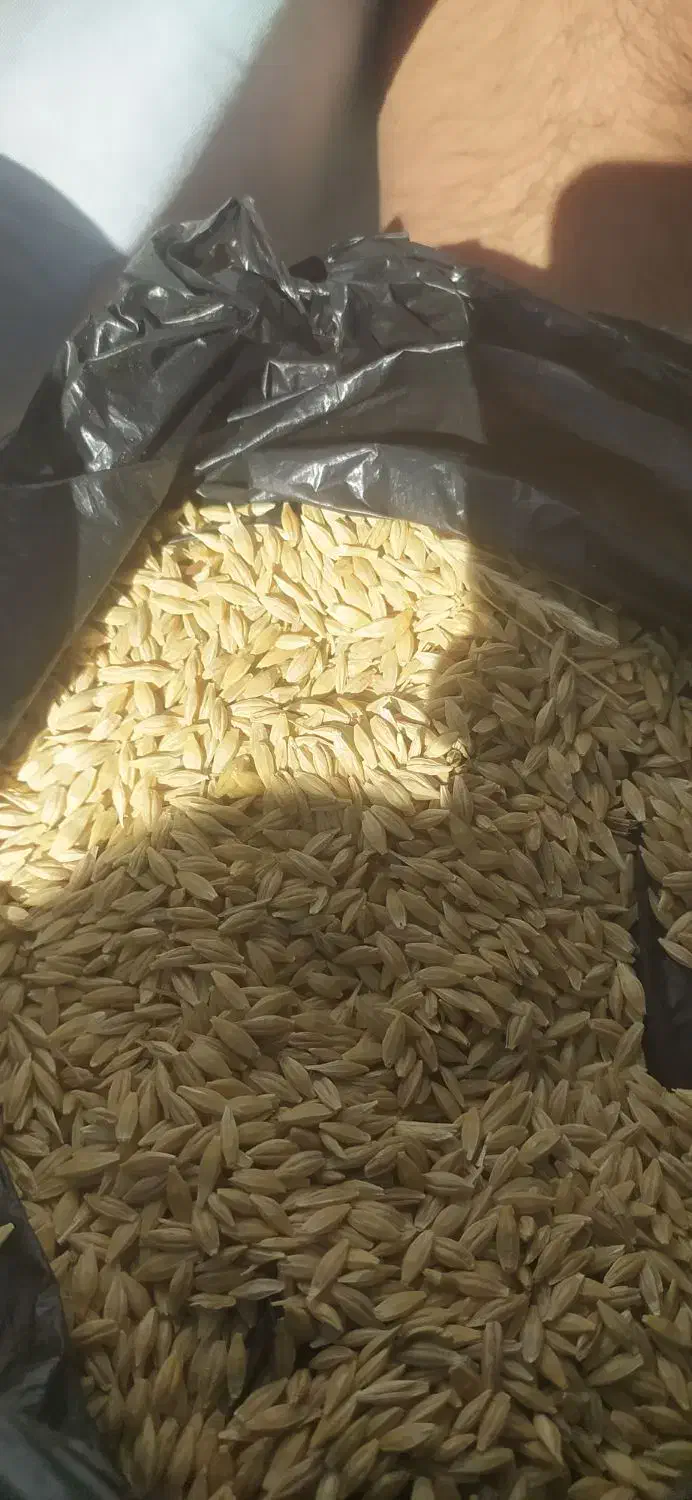 جو آبی|خدمات باغبانی و درختکاری|خرم‌آباد, |دیوار