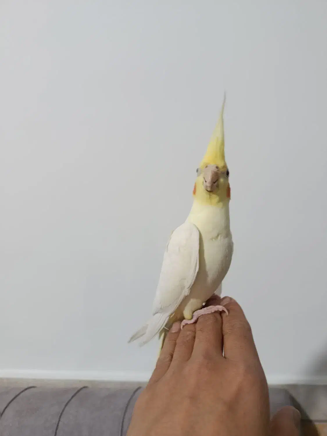 عروس هلندی نر|پرنده|مشهد, ایوان|دیوار