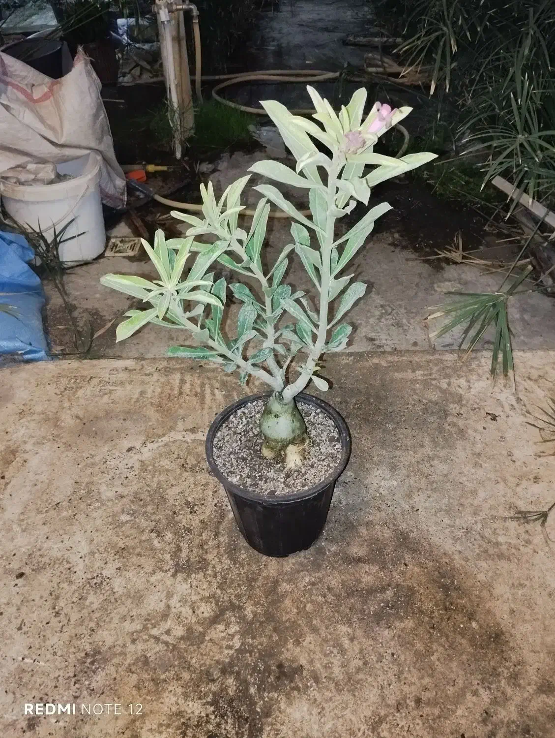 گل آدنیوم بزرگ|گل و گیاه طبیعی|کرمانشاه, |دیوار