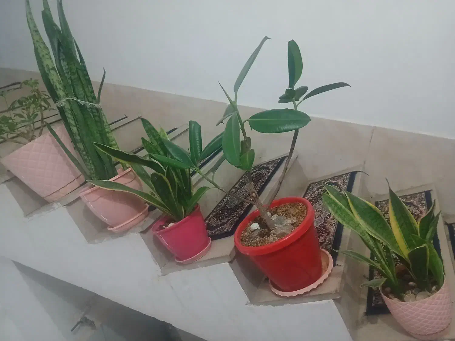 گل وگیاه طبیعی|گل و گیاه طبیعی|نسیمشهر, |دیوار