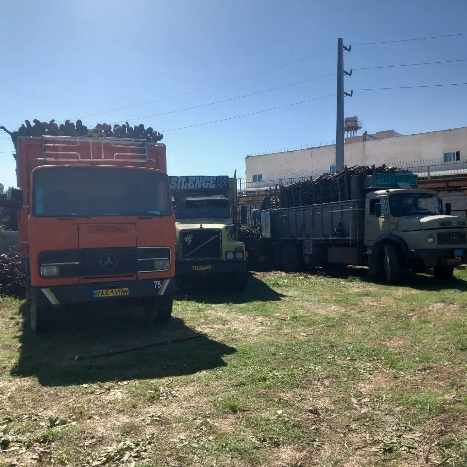 خریدوفروش چوبهای باغی وجنگلی|خدمات باغبانی و درختکاری|سورک, |دیوار