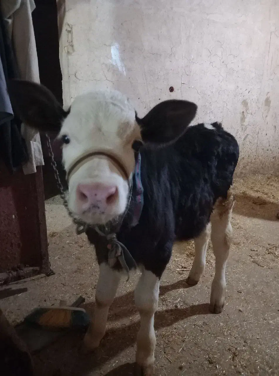 گاو شیری|حیوانات مزرعه|دینور, |دیوار