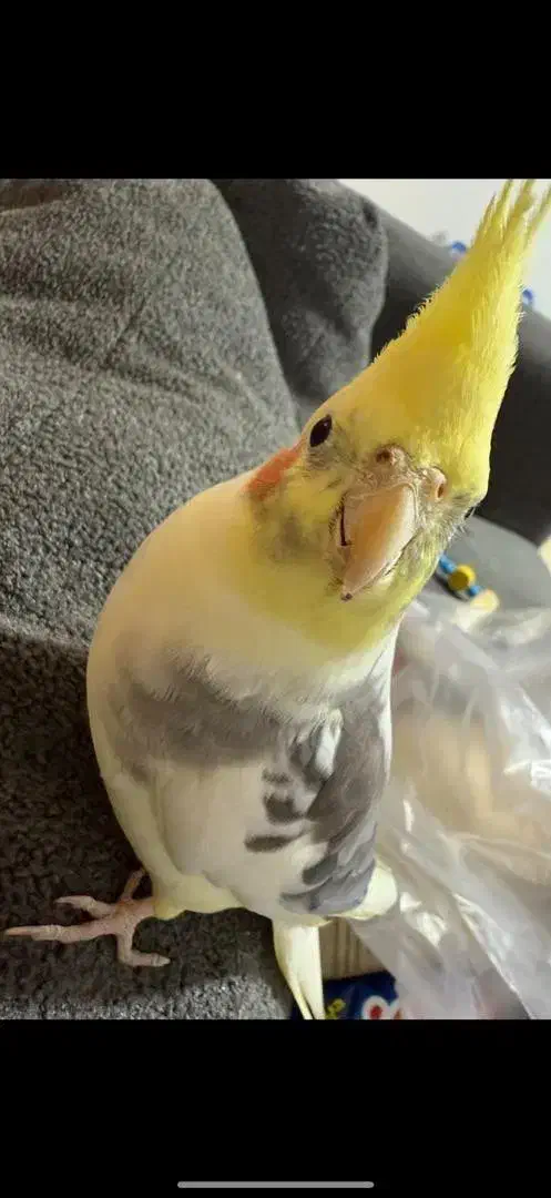 پرنده طوطی عروس هلندی سخنگو دلبندم گمشده|پرنده|ساری, |دیوار