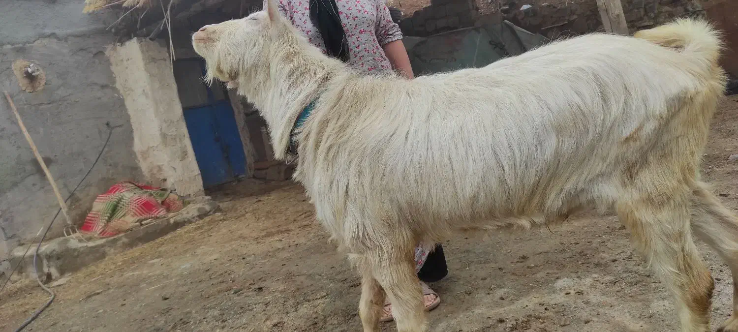 بز سانن نر|حیوانات مزرعه|سرشیو, |دیوار