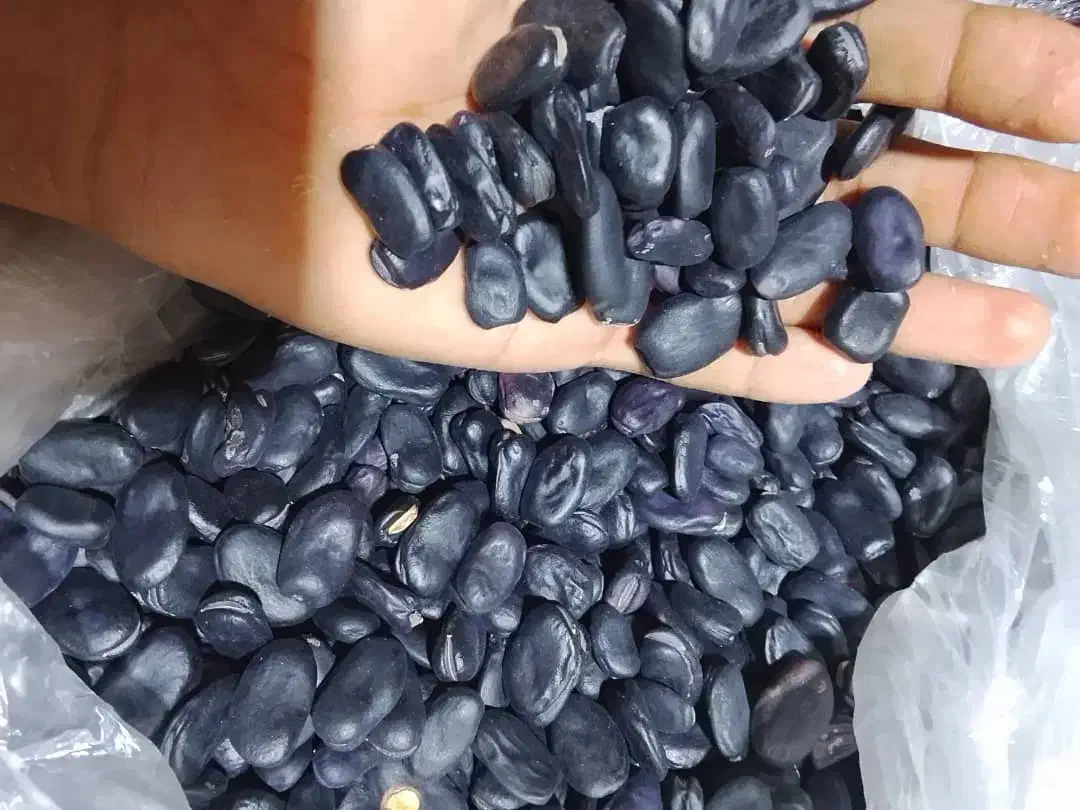 باقلا خشک فروشی...|خوردنی و آشامیدنی|ایرانشهر, |دیوار