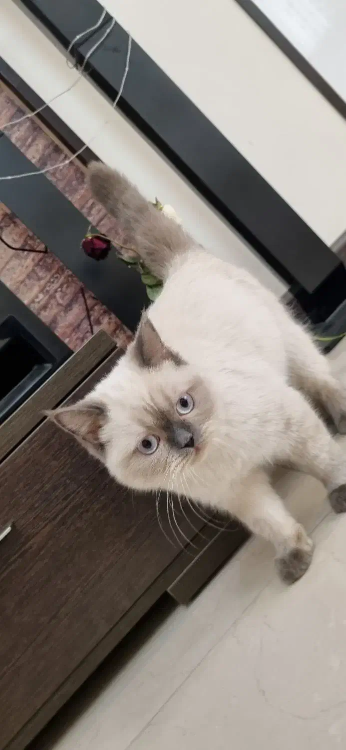 بچه گربه خنگ بامزه بریتیش|گربه|تهران, سردارجنگل|دیوار