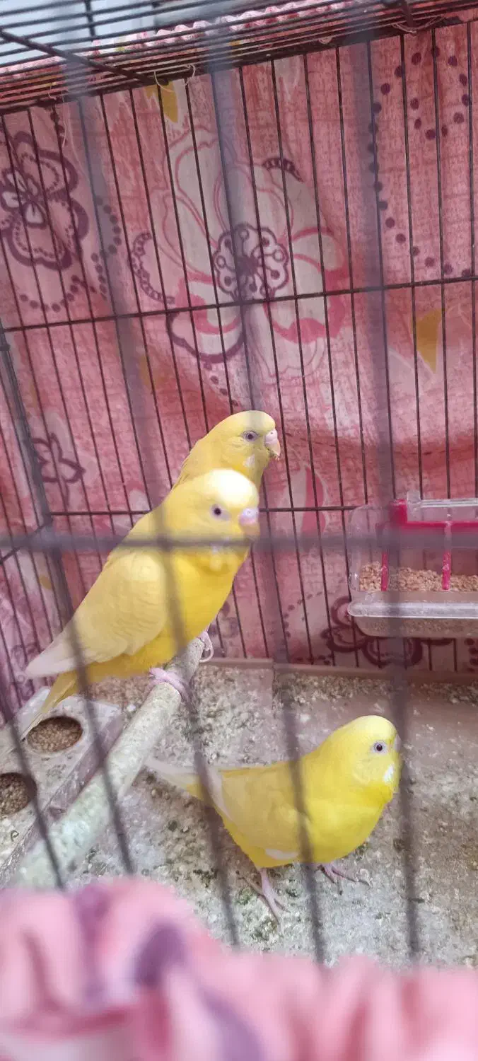 مرغ عشق نر|پرنده|آبدانان, |دیوار