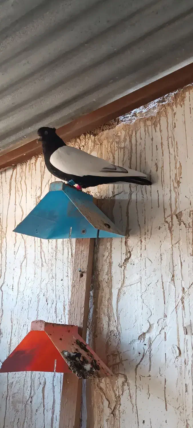 سینه. سیا ماده|پرنده|اهرم, |دیوار