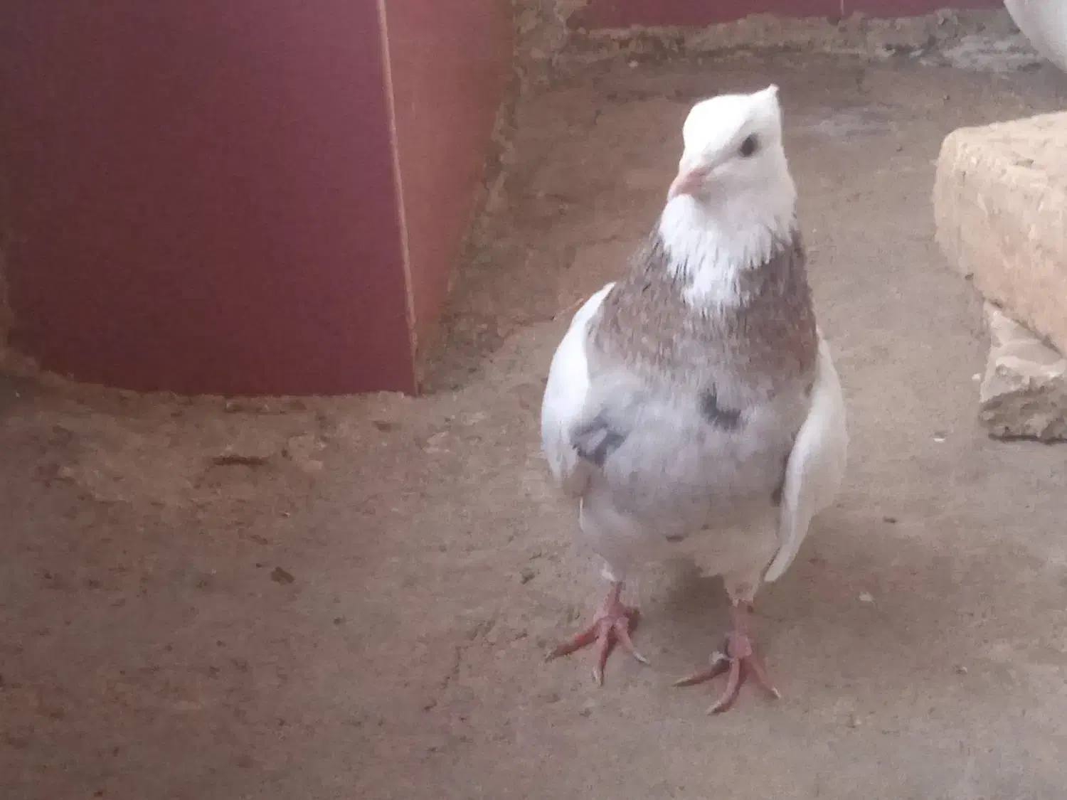 طوقی صرب کفتر صرب کله سینه نقش رنگی|پرنده|خانمیرزا, |دیوار