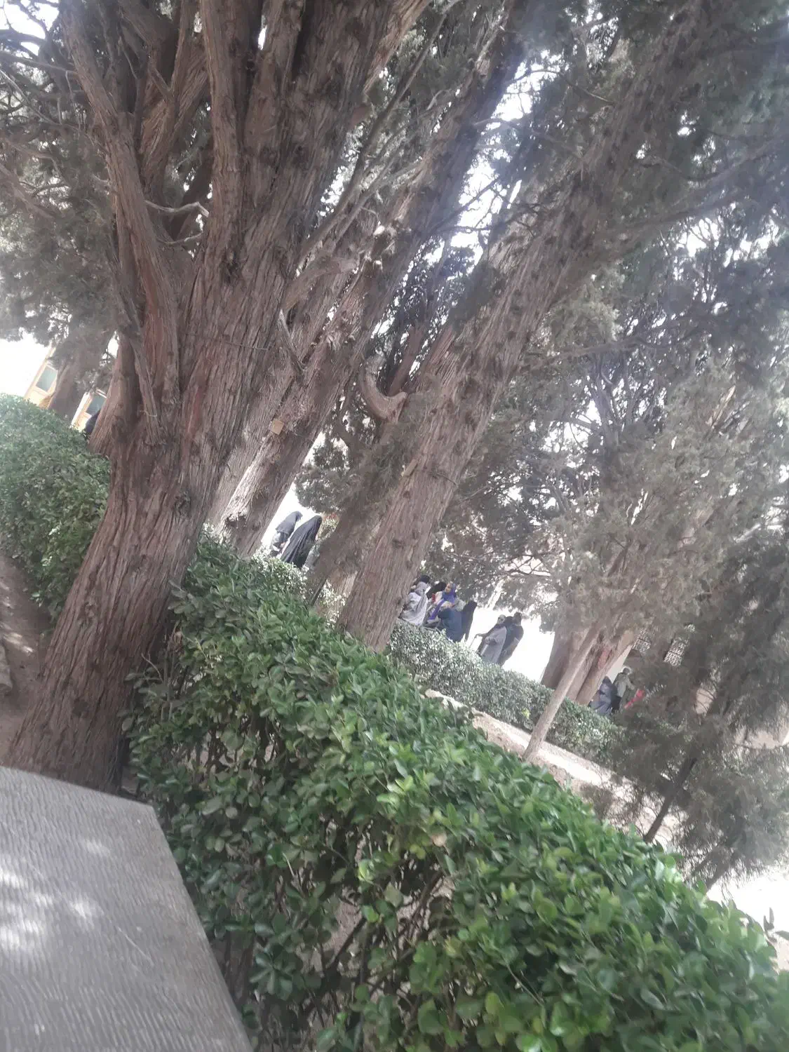 گردش حال کردن تفریح به یادماندنی|فعالیت داوطلبانه|سامان, |دیوار