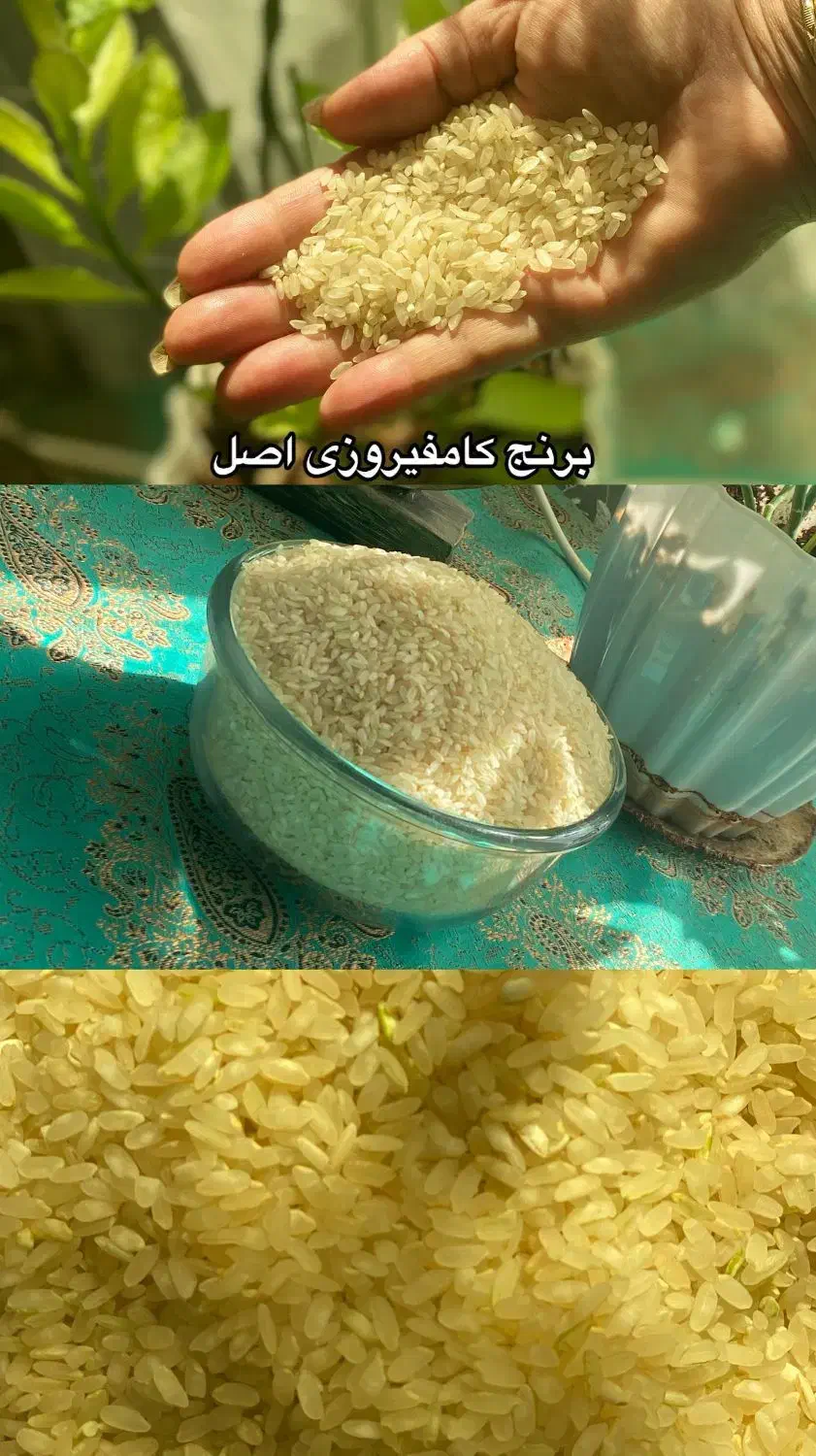برنج کامفیروزی چمپه|خوردنی و آشامیدنی|شیراز, میانرود|دیوار