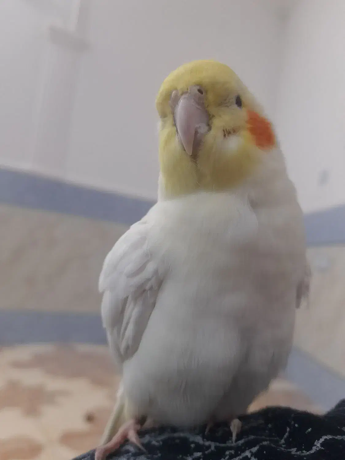 عروس هلندی نر دستی|پرنده|زاهدان, |دیوار