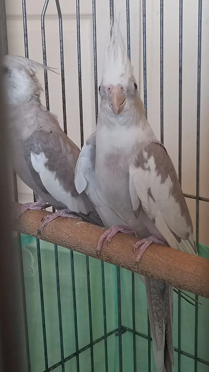 عروس هلندی|پرنده|تهران, هلال احمر|دیوار