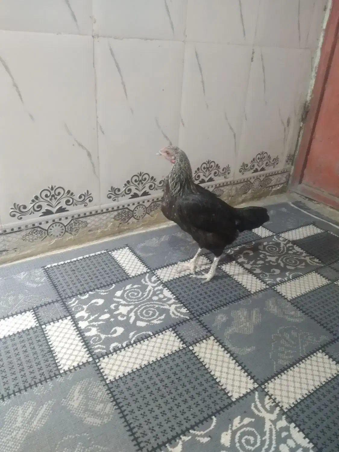 مرغ محلی|حیوانات مزرعه|خاش, |دیوار