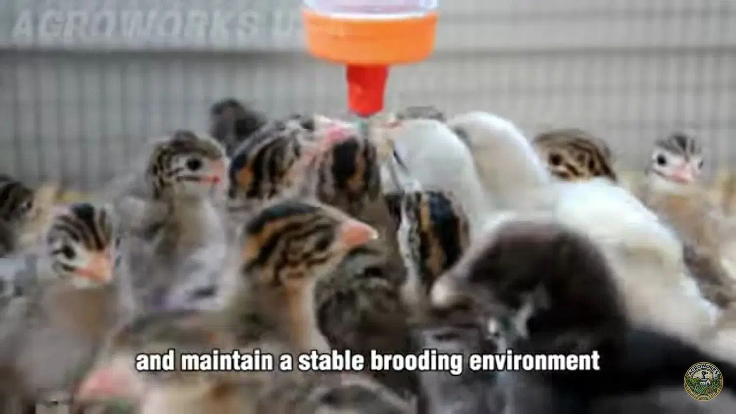 خروس محلی و مرغ تخم گذار|حیوانات مزرعه|خنج, |دیوار