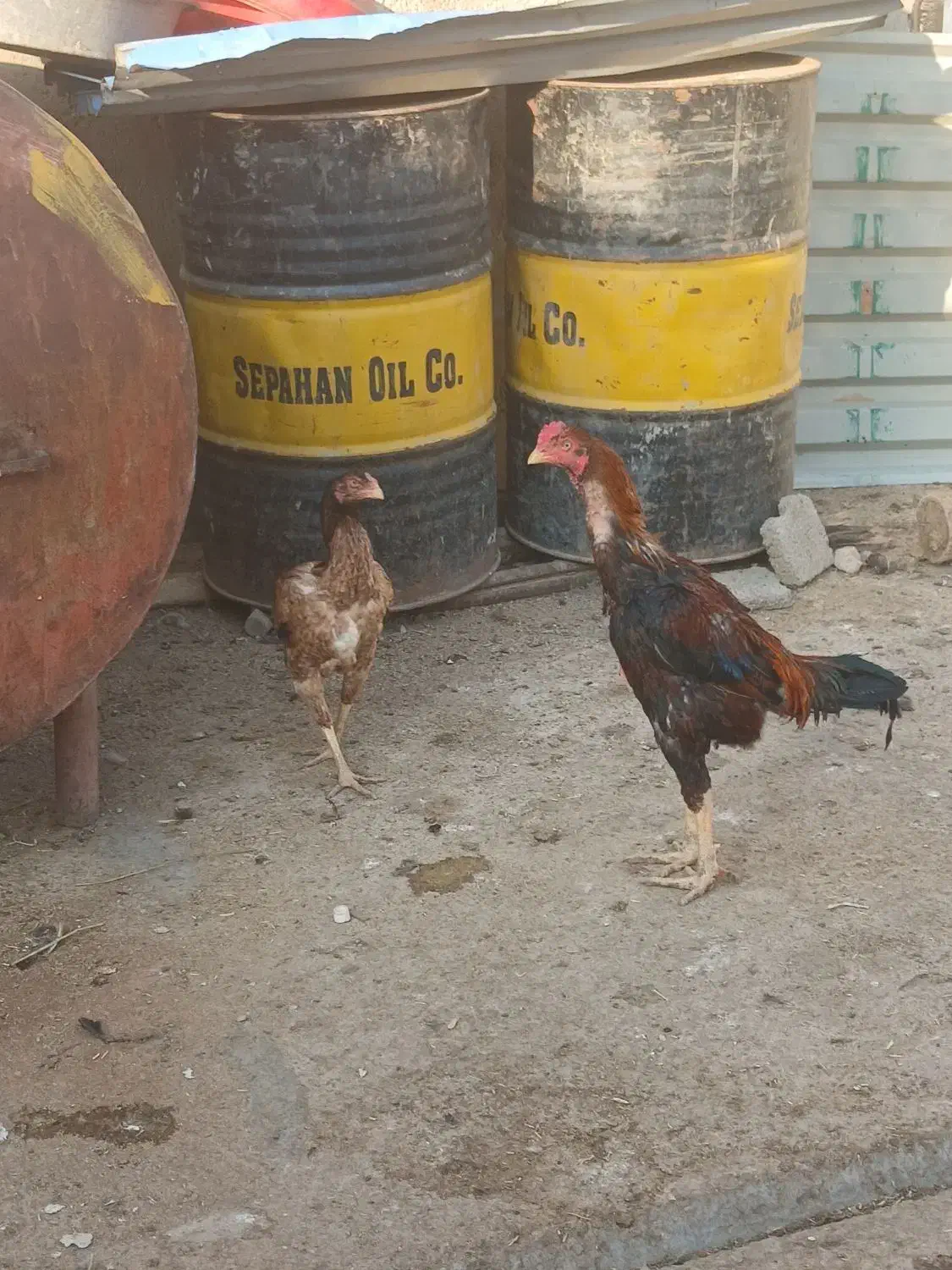 فروش خروس و مرغ|حیوانات مزرعه|شاهین دژ, |دیوار