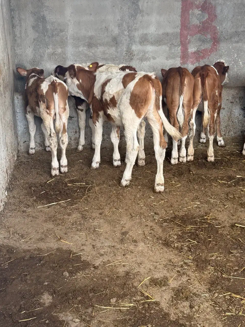 گوساله اصیل پرواری|حیوانات مزرعه|تهران, هفده شهریور|دیوار