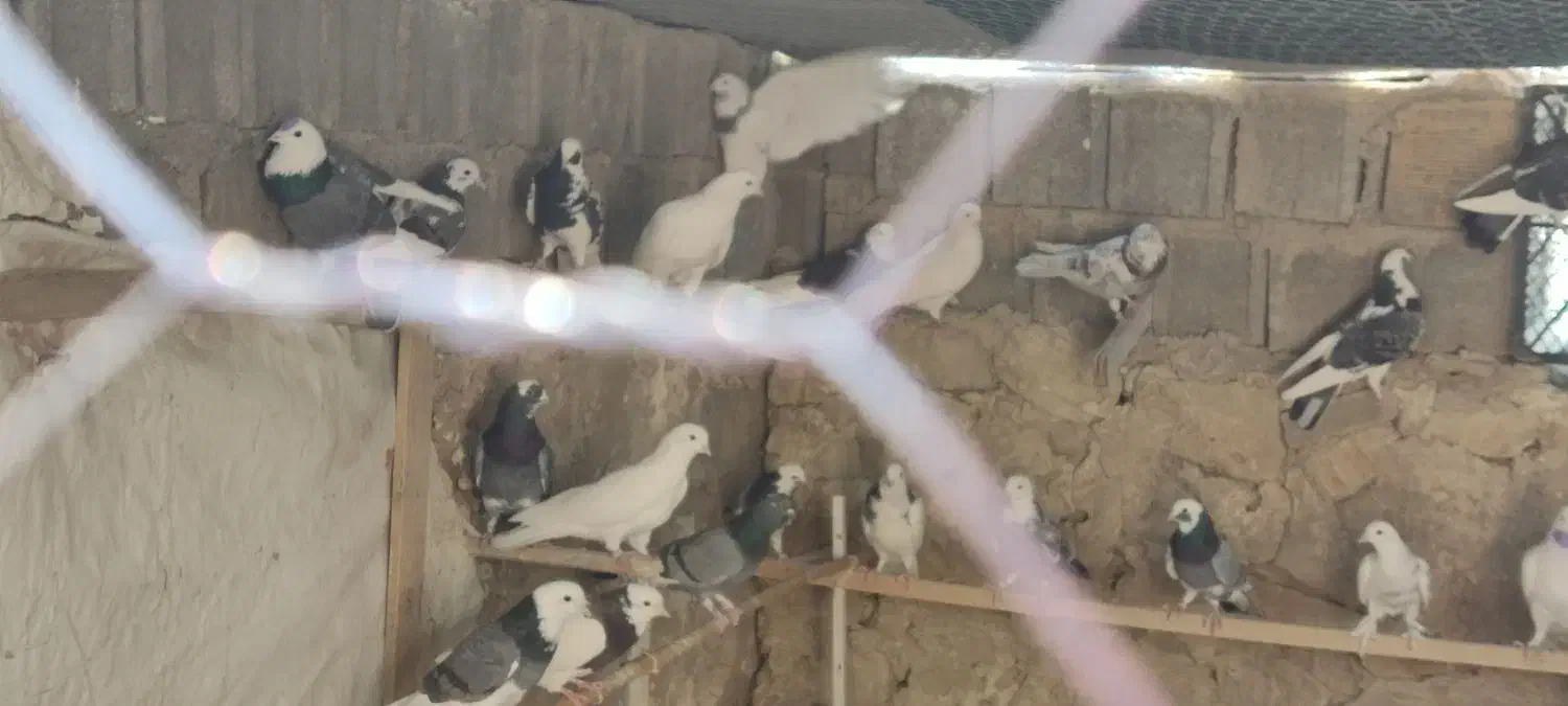 کبوتر|پرنده|سوق, |دیوار