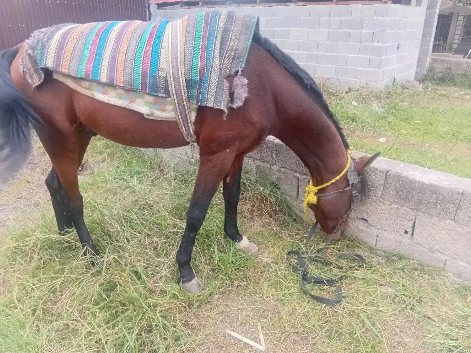 اسب چابک عرب ترکمن|اسب و تجهیزات اسب‌سواری|ماسال, |دیوار