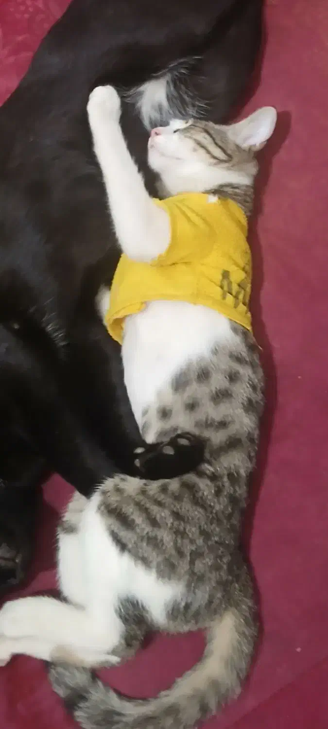 گربه|گربه|میامی, |دیوار